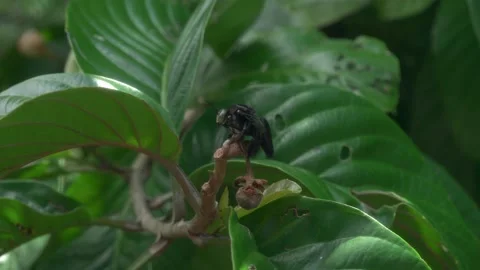 Insect Close Up On Orchid Tree Stockbeeldmateriaal 345090328