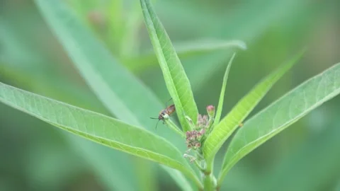 Insect close ups Stock Footage 168046940