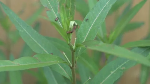 Insect close ups 스톡 동영상 168047157