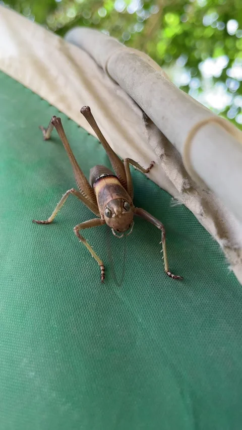 The insect closeup Stock Footage 280240325