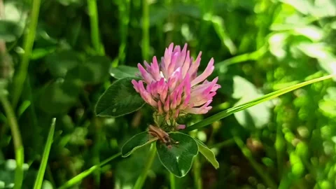 Insect on clover flower close up | Macro of bug on pink clover Video stock 337738315