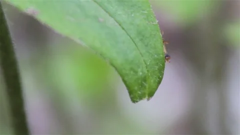 Insect Coccinula Stock Footage 76768145