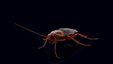 Insect Cockroach Cleans Mustache isolated on a black background. 3d Animation Stock Footage 251797404