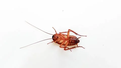 The insect cockroach lay limp and almost died. animal. brown. Stock Footage 327769617
