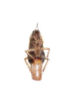 Insect cockroach Stock Photos