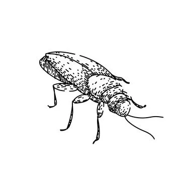Insect cockroach sketch hand drawn vector Stock Illustration
