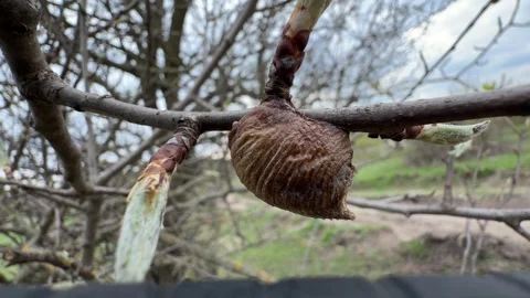 Insect Cocoon on Fruit Tree Branch, Orchard Pest Close-Up Stock Footage 332592375