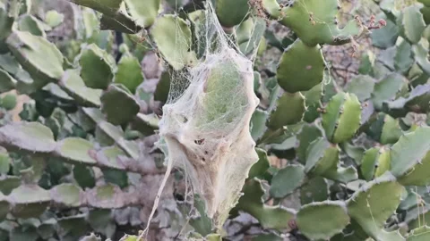 Insect Cocoon Hanging on Prickly Pear Cactus Stock Footage 327982310