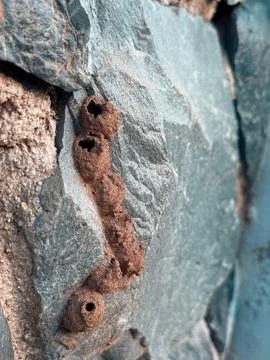 Insect cocoon on stone wall Stock Photos