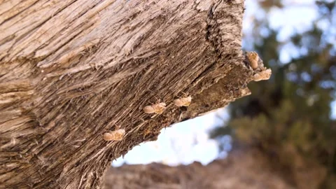 Insect Cocoon on Tree Stock Footage 158144366