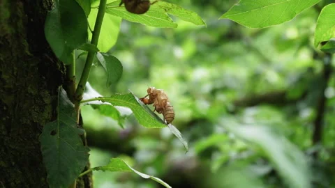 Insect on Coffee Plant tree leaf in Moc Chau, Vietnam, jungle closeup details Vídeo Stock 331399462