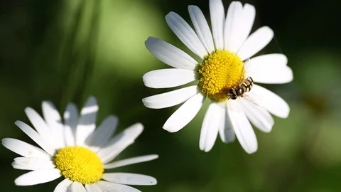 Insect collecting pollen on a daisy Vídeo Stock 70511186