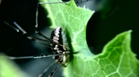 Insect Collection 動画素材 1044212