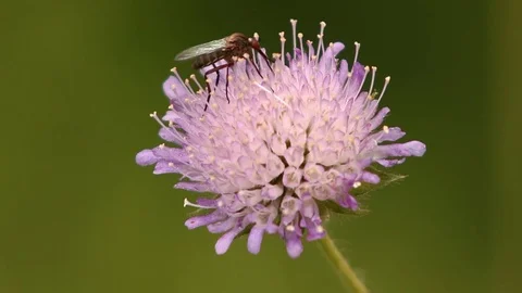 Insect collects pollen on a clover flower in meadow. Close up 動画素材 70218088