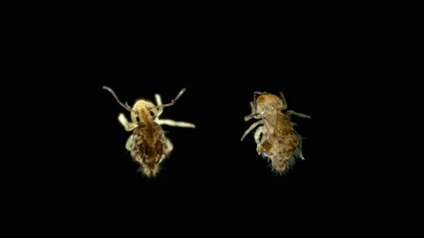 Insect Collembola under the microscope, Symphypleona order, is a subclass of Stock Footage 139063151