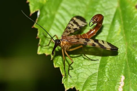 Insect common scorpion on a leaf Foto stock