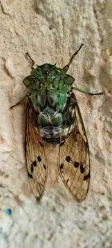 Insect commonly known as cicada Stock Photos