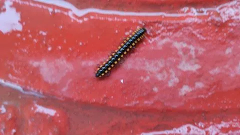 Insect on the compound floor Stockfoto's