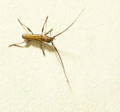 Insect on the concrete wall Stock Photos
