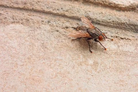 Insect control concept image. Closeup of the fly pest as a potential danger. 스톡 사진
