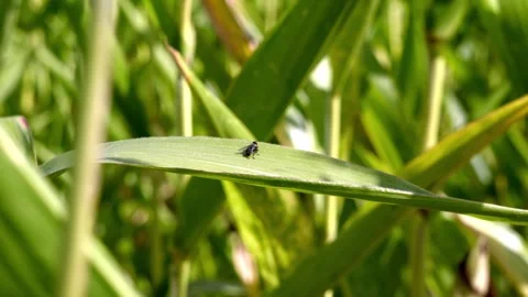 Insect in a cornfield Stock Footage 283381679