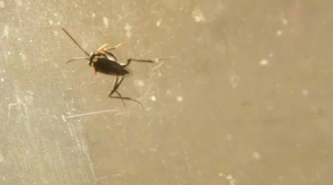 Insect Crawl on Glass Super Macro Stock Footage 67255404