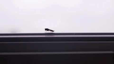 Insect crawling and climbing on a window Stock-Footage 94158501