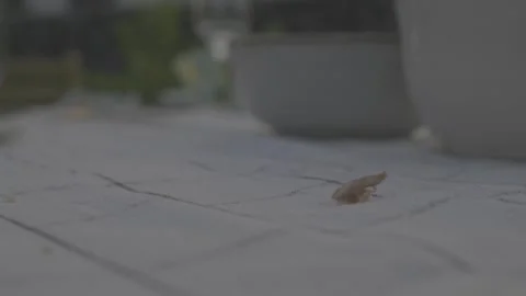 Insect Crawling to and From Food Scrap on Outdoor Tabletop Near Plant Pots Stock Footage 334055252