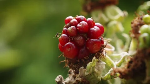 Insect crawling on Bramble fruit macro close up stock footage Vídeo Stock 314723964