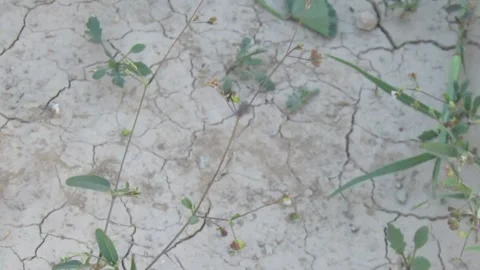 Insect Crawling on the cracked ground Vídeos de archivo 340374889