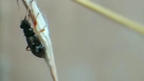 Insect crawling Stock Footage 141540999