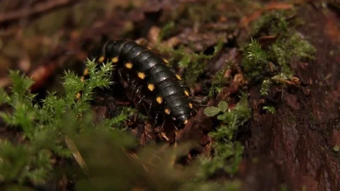 Insect crawling on forest floor through moss Stock-Footage 82872590