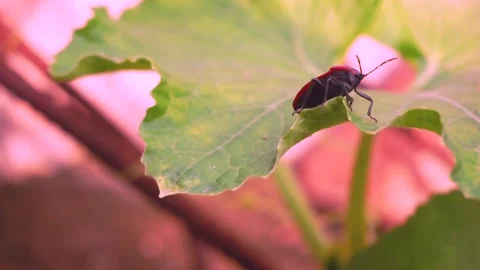 INSECT CRAWLING ON THE LEAF WITH RED STRIPES Stock Footage 136562426