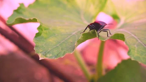 INSECT CRAWLING ON THE LEAF WITH RED STRIPES Stock Footage 136562427