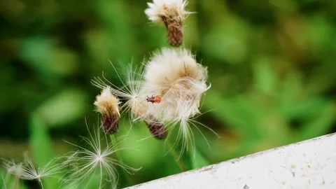 The insect is crawling over the flower. Shooting close-up Stock-Footage 137558936