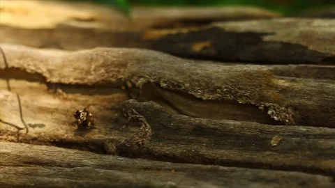 Insect crawling on tree bark Stock Footage 108153833