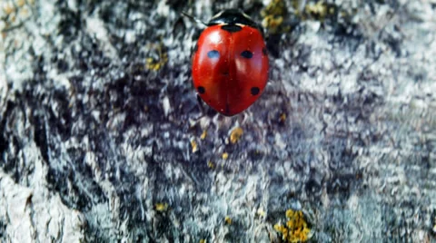 Insect crawling on a tree Stock Footage 38367763