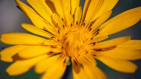 Insect crawling on the yellow flower 動画素材 109485138