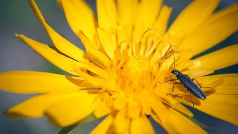 Insect crawling on the yellow flower 库存影片 109486562