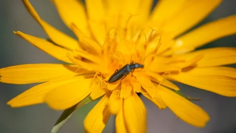 Insect crawling on the yellow flower Stock Footage 109505985