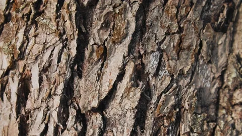 An insect crawls on the bark of a tree. Close-up shooting of an insect Stock Footage 200031443