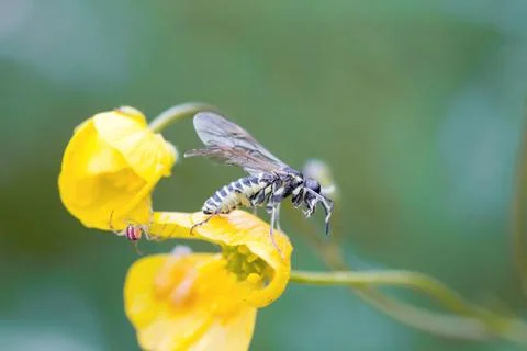 An insect crawls up on the grass outside Foto stock