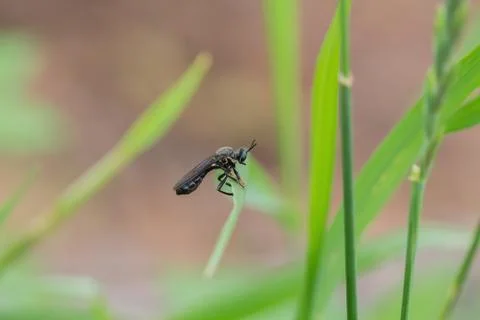 An insect crawls up on the grass outside Foto stock