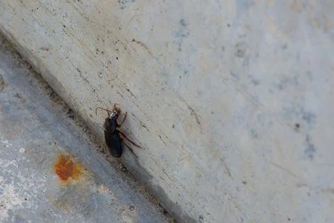 The insect crawls vertically up the wall Stock Photos