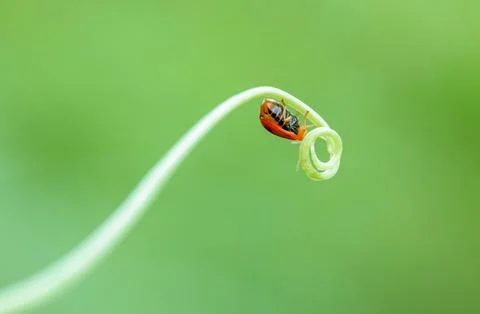 Insect on the creeper. Stock Photos