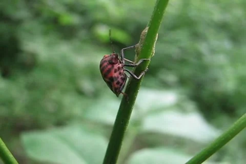 Insect creeps on the stem of grass Stock Footage 955491