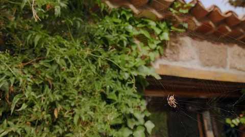 Insect Crusader Spider weaves its Web in anticipation of Prey Video stock 119663307