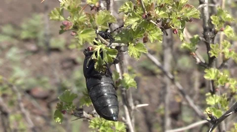 Insect on the currant bushes. Stock Footage 4280579