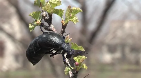 Insect on the currant bushes. Видео 4280644