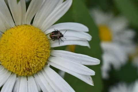 An insect on a daisy Stock Photos